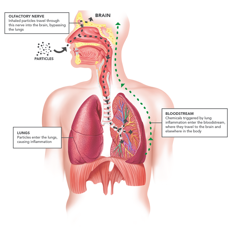 Particle pathways to the brain