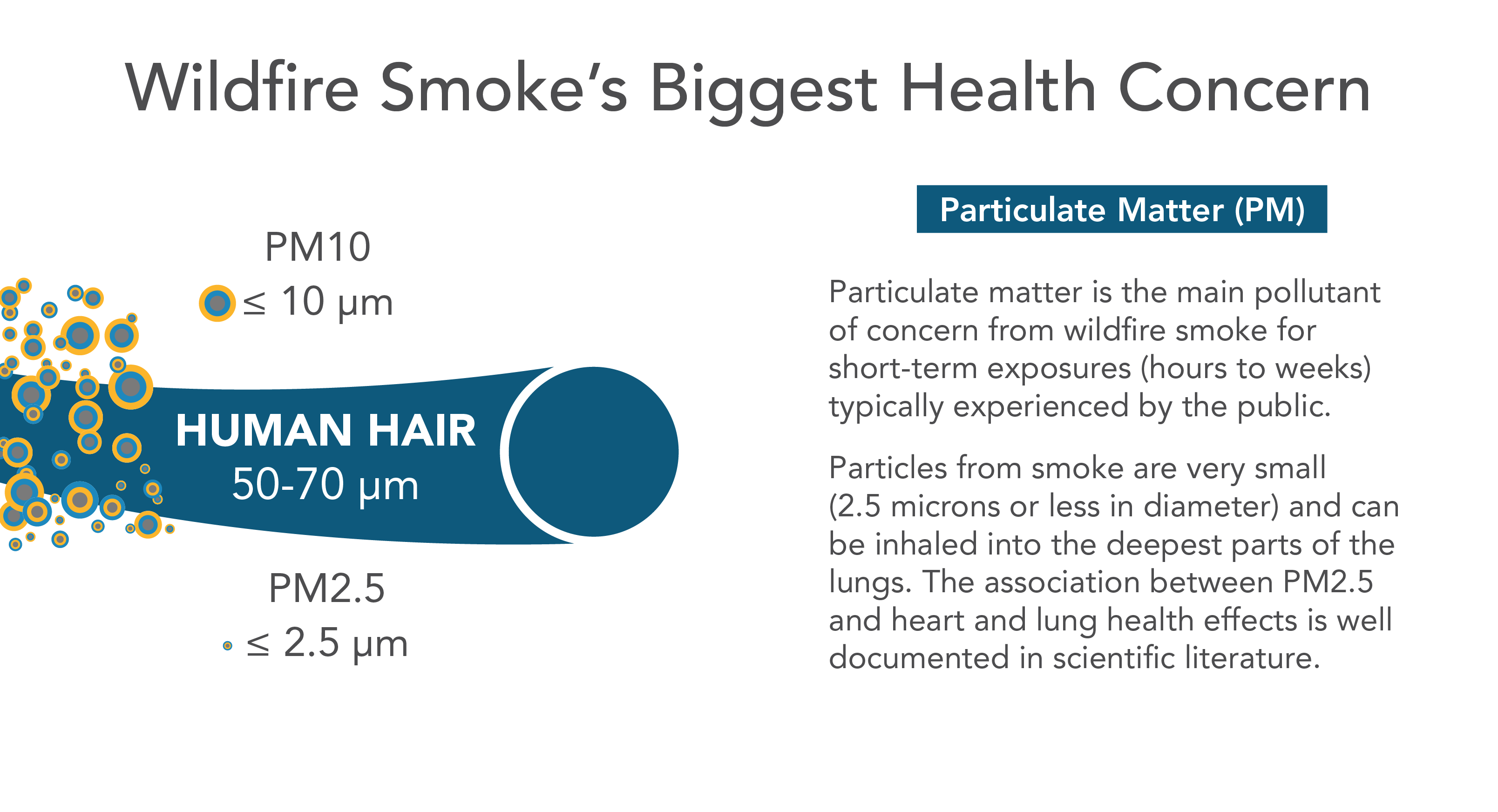 Graphic of the size of a human hair compared to particulate matter