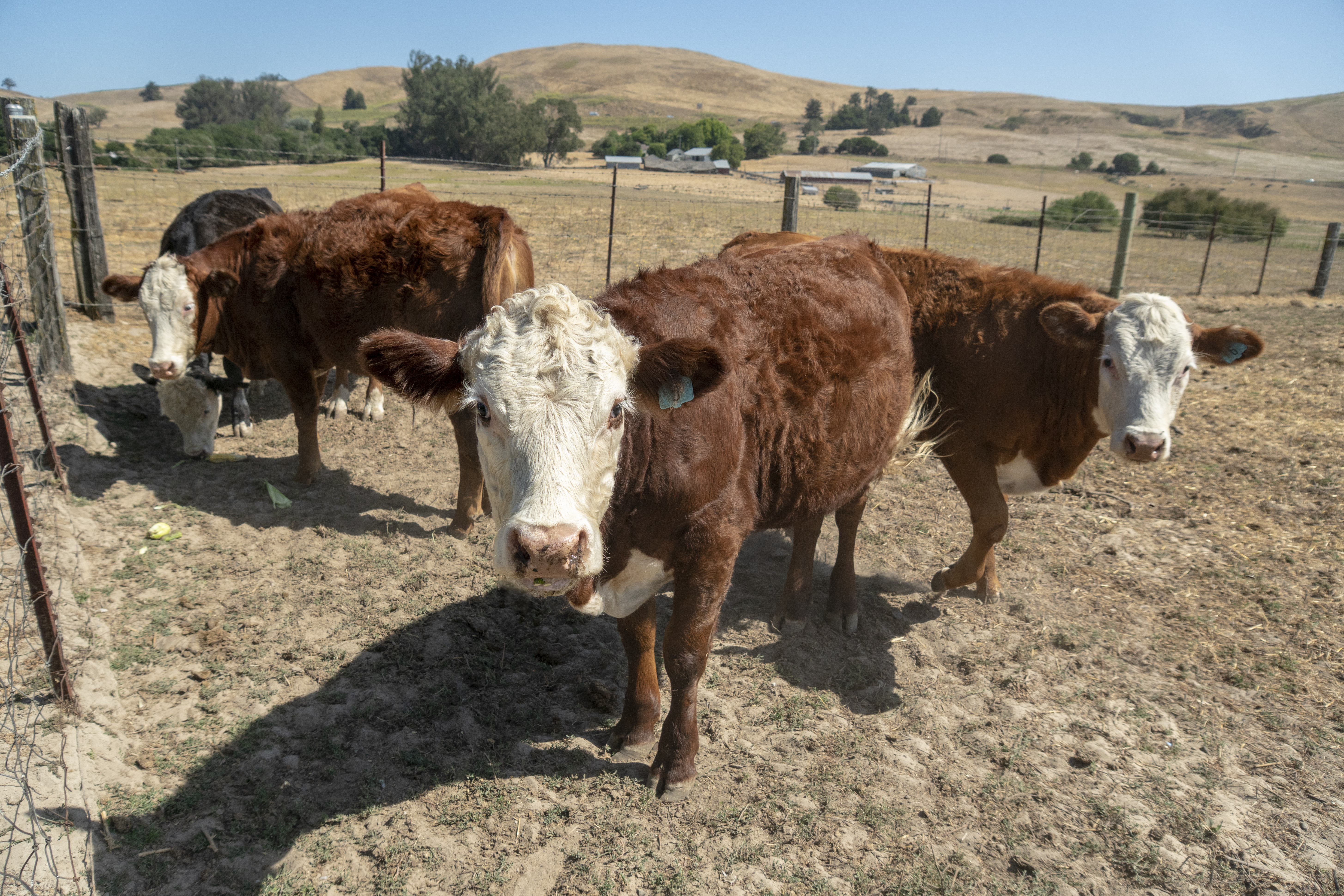 Cows in a field