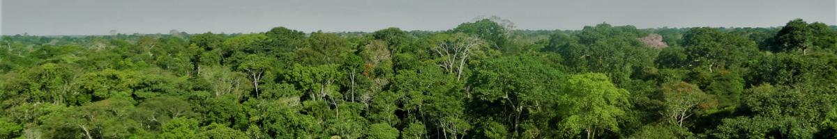 tropical forest canopy in Acre, Brazil