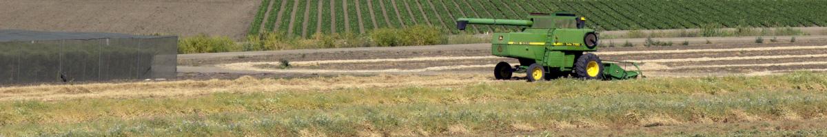 harvester in Central Valley field