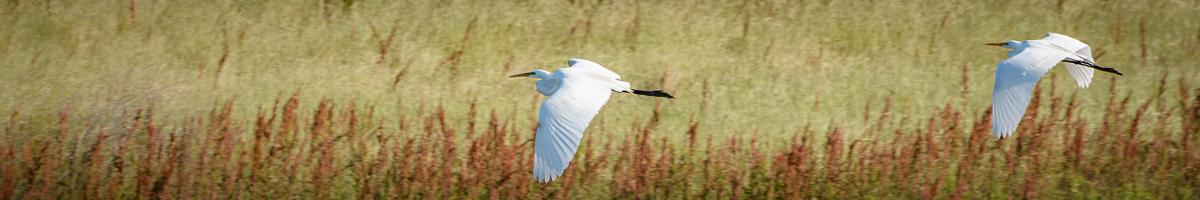 Photo of egrets flying over a wetland