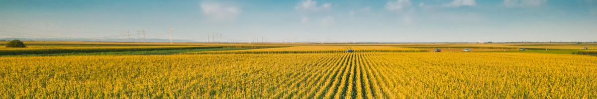 corn field