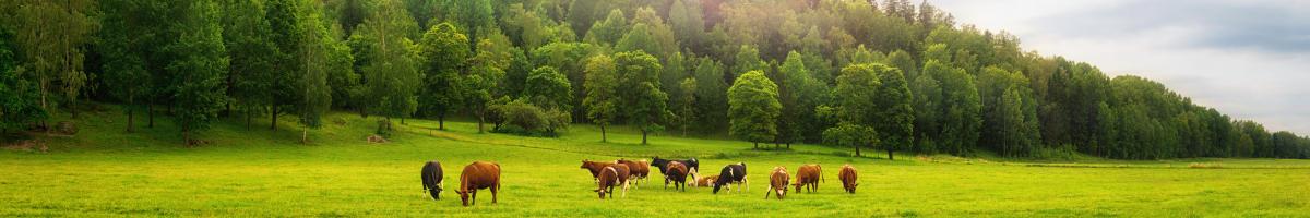 cows in a field