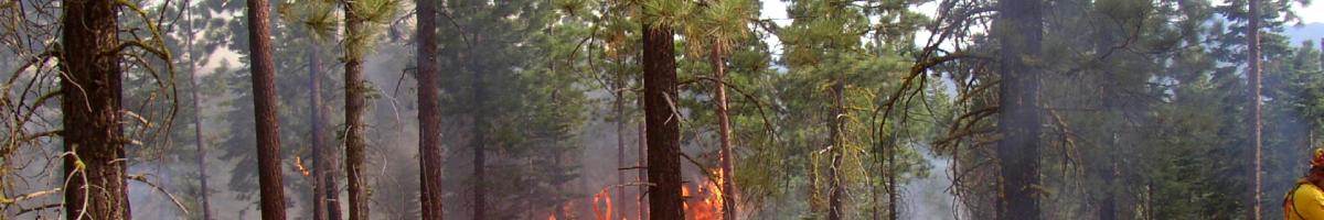 controlled burn in forest