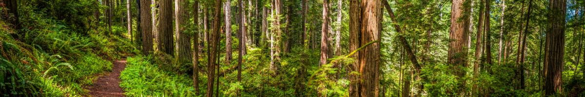 Forest Trail