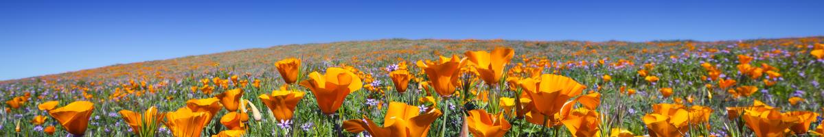 poppy field