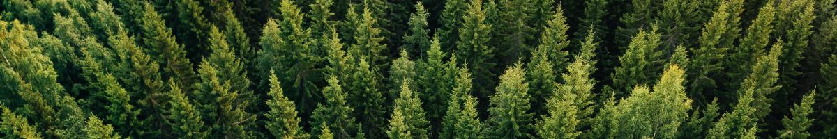 view of forest from above