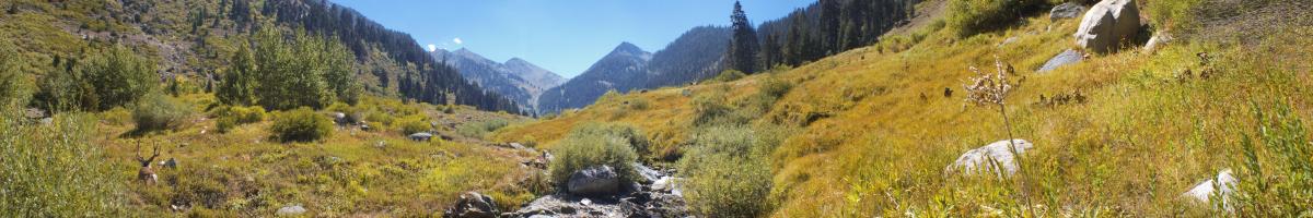 Sierra National Forest