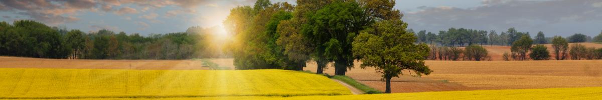 canola field