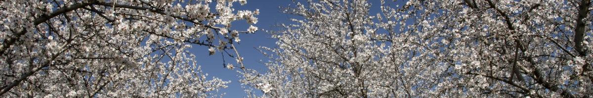 almond trees