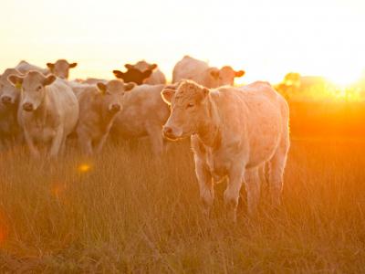 cows at sunset