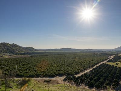 orange grove in Fresno County