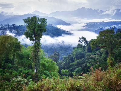 Amazon Rainforest