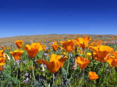 poppy field