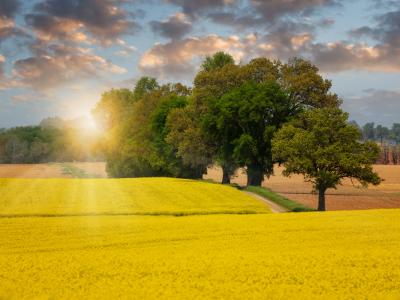 canola field