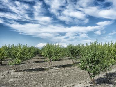almond farm